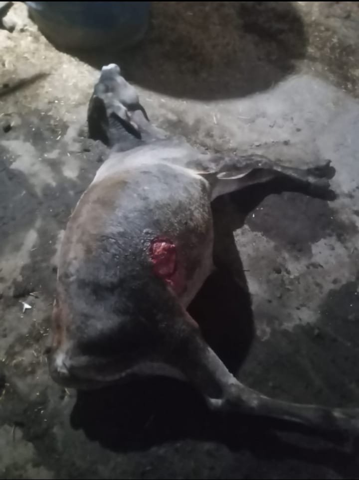 घायल बछड़ा जमीन पर पड़ा है, पीठ पर कुत्तों के हमले से गंभीर घाव के निशान दिखाई दे रहे हैं